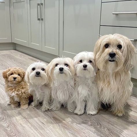 Grooming Maltese, Brown Maltese, Maltese Dogs Grooming, Maltese Dogs Haircuts, Puppy Maltese, Dogs Grooming, Dog Haircuts, Really Cute Puppies, Havanese Puppies