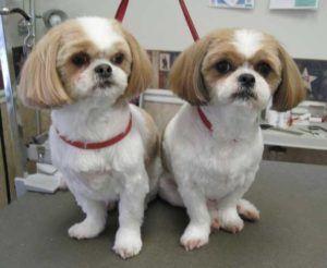 Should I shave a shih tzu Shitzu Haircut, Shih Tzu Puppy Cut, Shih Tzu Haircuts, Perro Shih Tzu, Shih Tzu Grooming, Puppy Cut, Dog Haircuts, Grooming Style, Labrador Retriever Puppies