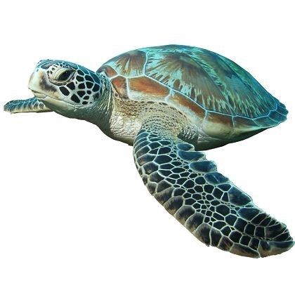 Sea Animal Stickers, Turtle Images, Loggerhead Sea Turtle, Turtle Coloring Pages, Hanauma Bay, Marine Ecosystem, Green Sea Turtle, Green Turtle, Texture Mapping