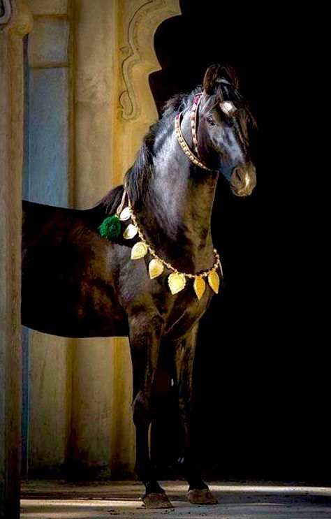 Marwari Horses, I Love Horses, Arabian Horses, Beautiful Horse, Black Horse, Arabian Horse, Pretty Horses, Love Horses, Horse Photography