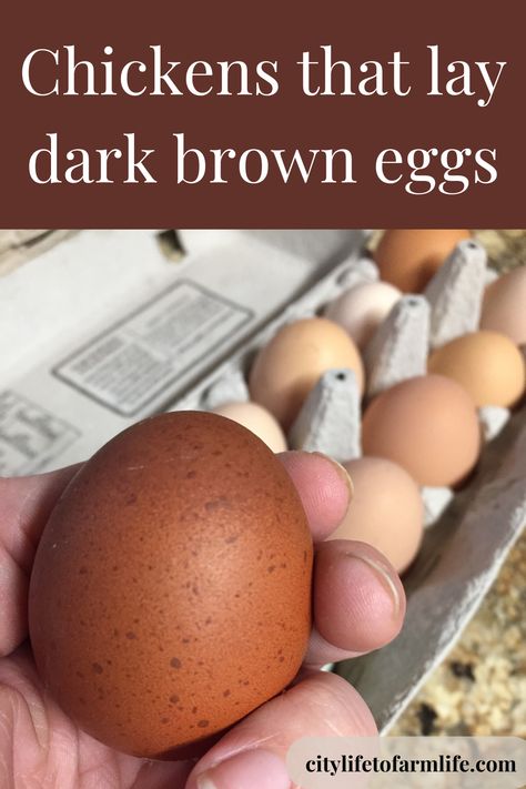 chickens that lay brown eggs Brown Egg, Easter Eggers, Brown Eggs, Backyard Chickens, Green Eggs, Chicken Eggs, Chickens Backyard, Farm Life, Classic White