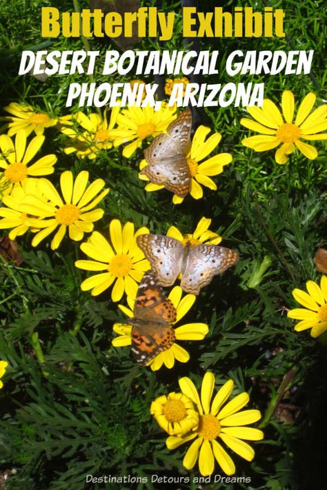 The Desert Botanical Garden in Phoenix, Arizona has a delight Butterfly Exhibit every spring and fall. #Phoenix #Arizona #garden #butterfly Arizona Garden, Butterfly Exhibit, Southwest Travel, Garden Butterfly, Desert Botanical Garden, White Peacock, Butterfly House, Arizona Travel, American Travel