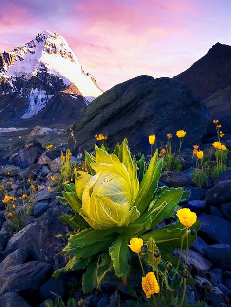 Snow Lotus, Flower Types, Wild Mushrooms, Beautiful Scenery Nature, Types Of Flowers, Beautiful Scenery, Beautiful Flowers, Lotus, China