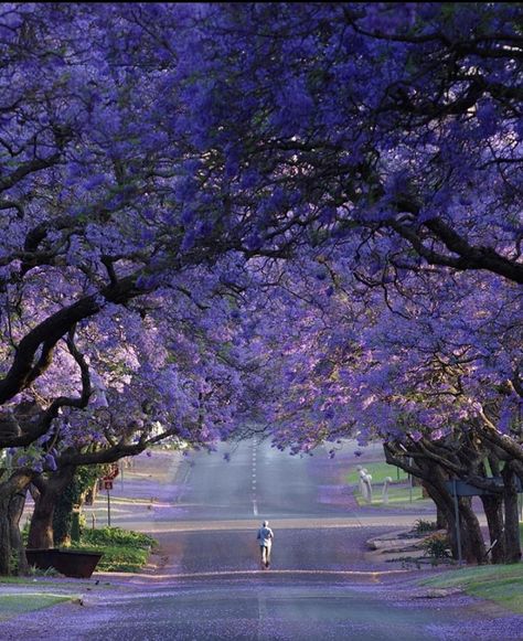 📍Pretoria, South Africa🇿🇦 - Africa is Home tourism center Africa Tourism, South Africa Photography, Pretoria South Africa, Jacaranda Tree, Vision Board Photos, Africa Do Sul, World Cities, Pretoria, Southern Africa