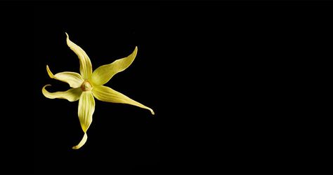 Ylang-Ylang Ylang Ylang Aesthetic, Perfume Images, Ylang Ylang Flower, Orange Sky, Fragrant Flowers, Ylang Ylang, Orange Blossom, Packaging, Flowers