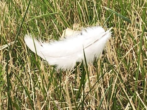 feather. white feather. light. soft. grass. found things. aesthetic. aesthetic pictures Feather Aesthetic, Taking Care Of The Environment, Felix Fathom, Angel S, Aesthetic White, White Feather, Far Cry, White Bird, White Feathers