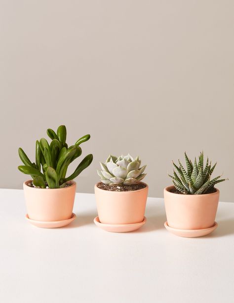 Kaktus Dan Sukulen, Plants Aesthetic, Buy Plants Online, Houseplants Indoor, Mini Succulents, Mini Plants, Plant Health, Buy Plants, Drought Tolerant Plants