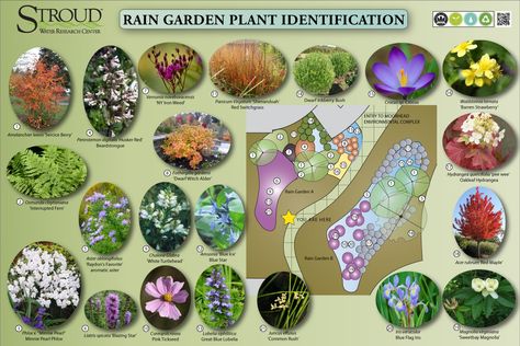 Rain garden plants  Good choices for the "wet side"  of our house! Rain Garden Plants, Rain Garden Design, Organic Gardening Pest Control, Dry Creek, Have Inspiration, Plant Identification, Rain Garden, Plants And Flowers, Different Plants