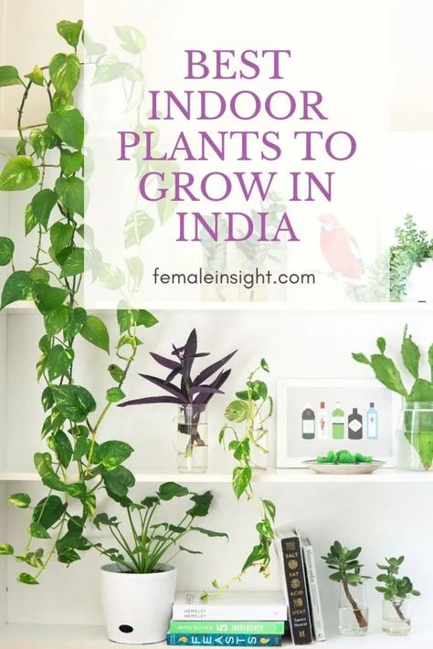 Indoor Plants India, Flowering Plants In India, Purple Flower Garden, Plants For Health, Luxury Garden Design, Low Maintenance Indoor Plants, Peace Lily Plant, Room Plants, Small Indoor Plants