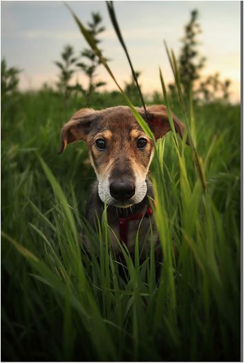 Dog Muzzle, 2024 Year, Love My Dog, Airedale Terrier, Appaloosa, Quarter Horse, Dog Photography, Dog Quotes, Baby Dogs