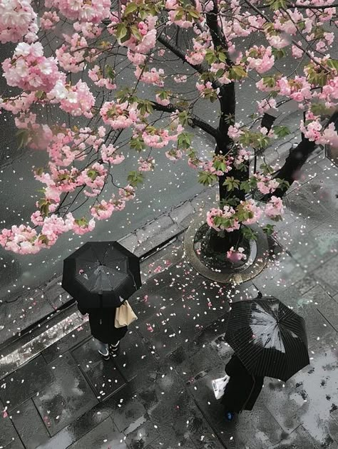 Rain In Korea, Cherry Blossom Korea, Sawako Aesthetic, Spring In Tokyo, Shoujo Aesthetic, Sakura Aesthetic, Japan Vibes, Japan Core, Rainy Day Aesthetic