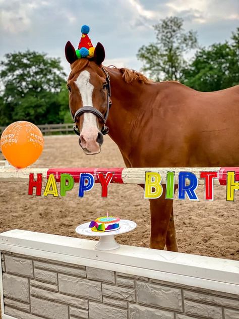 We asked to see how our readers celebrate their horses' birthdays and we weren't disappointed. From hats to cake to balloons to beverages, Horse Nation readers love to give their horses birthday "treats." #goriding #readerphotochallenge #birthdays Horses Birthday, Birthday Animals, Birthday Horse, Birthday Horses, Happy Birthday With Horses, Horse Happy Birthday, Happy Birthday Horse Lover, Happy Birthday Horse Lover Funny, Birthday Horse Wishes