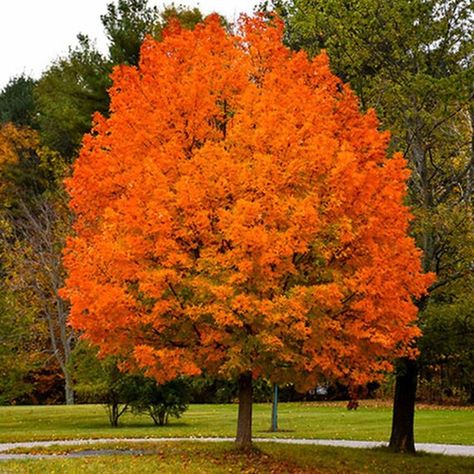 5.95 USD Sugar Maple Bareroot Live Plant famous Sugar Maple, one of the primary sources of maple syrup. Very popular as an ornamental for its brilliant fall-colored leaves which shine in red, orange and yellow. The trunk can be tapped for edible syrup. This variety naturally grows in the northern United States and Canada, so it is well adapted to humid summer climates with winter freezes. Grows to 20-30 ft / 6-9 m. Grow your own Sugar Maple (Acer saccherum), the most famous syrup-producing… Maple Syrup Tree, Sugar Maple Tree, Sassafras Tree, Maple Tree Seeds, Landscaping Trees, Tree Seedlings, Plant Seedlings, Live Tree, Specimen Trees