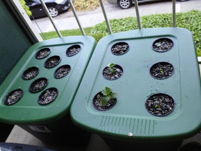 My New Hydroponic setup (Kratky method) | Greens and Machines Kratky Hydroponics, Kratky Method, Hydroponics Setup, Hydroponic Gardening Diy, Indoor Hydroponic Gardening, Hydro Gardening, Hydroponic Gardening System, Hydroponic Vegetables, Hydroponic Grow Systems