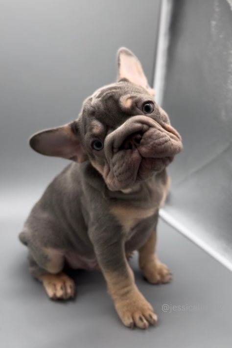 Adorable baby french bulldog male lilac and tan big rope. He enjoys toys, treats, and tickles! French Bulldog Tan, Baby French Bulldog, Hot Diggity Dog, Friend Groups, French Bull, French Bulldog Puppies, Dogs Love, Birthday List, Rich Life