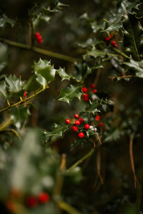 Box Mahar, Ny Winter, Easy Christmas Decor Ideas, Holly Plant, Long Beach Ny, Xmas Images, Easy Christmas Decor, All Things Bright And Beautiful, Simple Christmas Decor