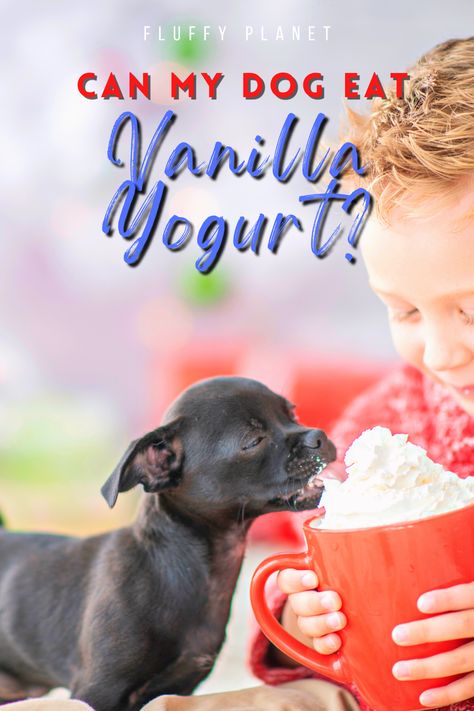 Can My Dog Eat Vanilla Yogurt? Yogurt Puppy Treats, Yogurt Dog Treats Recipes, Yogurt Dog Treats, Greek Yogurt For Dogs Benefits, Greek Yogurt For Dogs, Yogurt For Dogs, Vanilla Yogurt Recipes, Yogurt Flavors, Good Sources Of Protein