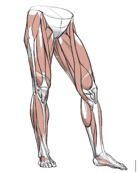 Leg Muscles Anatomy, Body Muscle Anatomy, Leg Reference, Leg Anatomy, Human Muscle Anatomy, Human Body Drawing, Drawing Legs, Life Drawing Reference, Man Anatomy