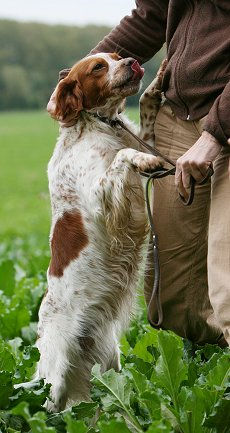 This looks like a Brittany Spaniel my dad had when I was a kid. Brittney Spaniel, English Woodland, Brittany Spaniel Dogs, Brittany Spaniel, Bird Hunting, Love My Dog, Bird Dogs, Charles Darwin, Irish Setter