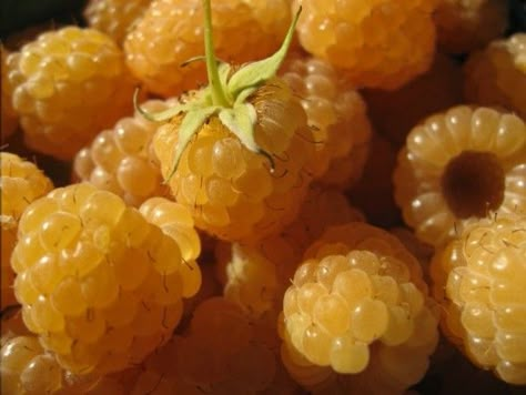 Golden Raspberries Golden Raspberries, Farmer's Market, Mellow Yellow, In Boston, In My Life, The Golden, Nom Nom, Favorite Color, My Life