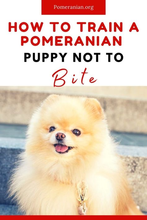 Pomeranian puppy Training A Pomeranian Puppy, Pomeranian Puppy Training, Pomeranian Training, Pomeranian Dogs, Pets Food, Polynesian Dress, Puppies Tips, Teacup Pomeranian, Puppy Biting