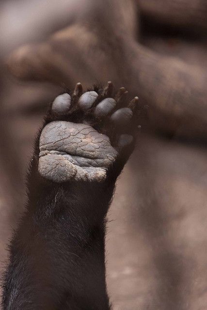 Bear Paw @ Kunming..........Hi!!!! *_* American Black Bear, Toe Beans, Black Bears, Kunming, Paws And Claws, Bear Paw, Love Bear, Bear Paws, Bear Hug