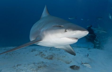 Bull Shark | Oceana Types Of Sharks, Species Of Sharks, Small Shark, Texas Man, Bull Shark, Shark Family, Marine Conservation, Shark Bites, Ocean Conservation