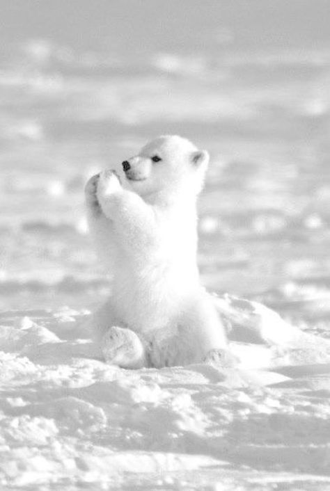 Pin by Silvia on Animales Funny animals, Cute animals, Baby polar bears Polar Cub, Urs Polar, Baby Polar Bears, Animal Facts, Cute Wild Animals, Cute Animal Photos, Cute Animal Pictures, Animal Photo, Cute Little Animals