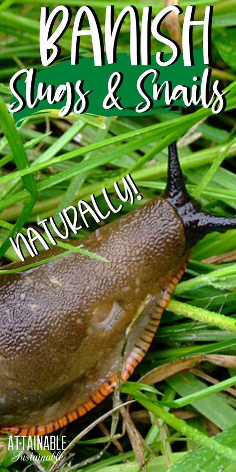 An uncontrolled slug & snail problem can ruin crops overnight. Organic slug control options eliminate slugs naturally for a healthy garden. Insects Repellent, Slug Trap, Slug Control, Slug Repellant, Attainable Sustainable, Repellent Diy, Getting Rid Of Slugs, Slugs In Garden, Growing Vegetables In Pots