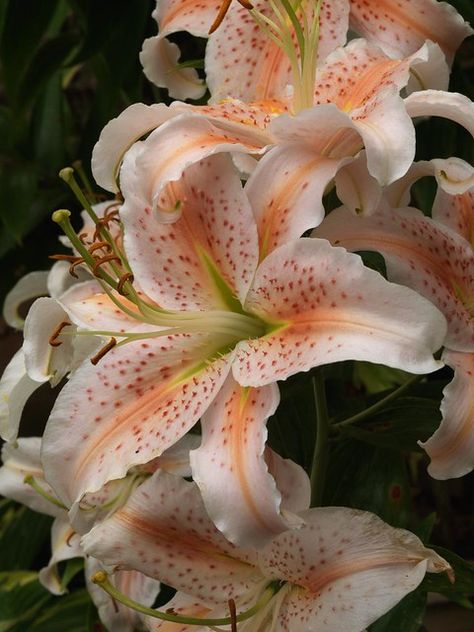 Lilium Salmon Star | A diminutive salmon pink oriental hybri… | Flickr Lilium Flower, Nothing But Flowers, Flower Therapy, Beautiful Bouquet Of Flowers, Pretty Plants, Little Flowers, Salmon Pink, Lily Flower, Exotic Flowers