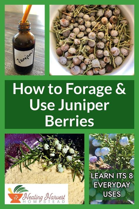 Did you know you can harvest juniper berries year round? These amazing trees can be used as a culinary spice, to jumpstart a ferment, in aromatherapy, as an antiseptic, to reduce cellulite, as an aid in digestion and to support the urinary system. Learn how to forage and use juniper berries today! #foraging #juniperberries #herbalism #forageforfood #naturalhealth The Urinary System, Tea Blends Recipes, Urinary System, Wild Food Foraging, Juniperus Communis, Amazing Trees, Harvesting Herbs, Foraged Food, Fermentation Recipes