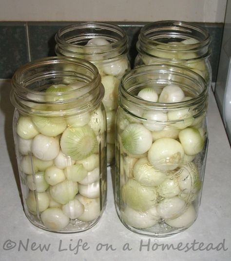 pickled onions Picked Onions Recipe, Canning Pickled Onions, Pickled White Onions Recipe, Pickled Pearl Onions Recipe, Pickled Pearl Onions, Pickled White Onions, Pickling Onions, Picked Onions, Pearl Onions Recipe