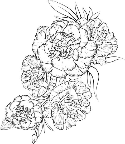 Carnation flower drawing, illustration sketch of hand-drawn flowers isolated on white. spring flower and ink art style, botanical garden. Carnation Flower Drawing, Carnation Drawing, Carnation Flower Tattoo, Carnation Tattoo, Flower Sketches, Carnation Flower, Tattoo Designs And Meanings, Hand Drawn Flowers, Tattoo Outline