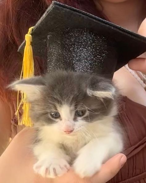 early grad pics cuz I can’t wait my kitten is SO CUTE☹️☹️❤️🎓 Cat Graduation, Grad Pics, May 5, So Cute, Kittens, I Can, Canning, On Instagram, Quick Saves