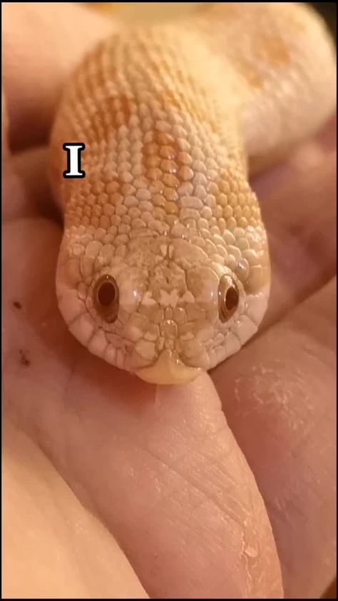 Luca 🐍(@boopswithluca) on TikTok: We love you 😊 #foryoupage #featurethis #tiktok #boopswithluca #snake #hognosesnake #hognose #hognosesnakes #snakesoftiktok Hognose Snake, Pretty Snakes, Cute Reptiles, Cute Snake, Pet Snake, Beautiful Snakes, Reptiles Pet, Pretty Animals, Cute Wild Animals