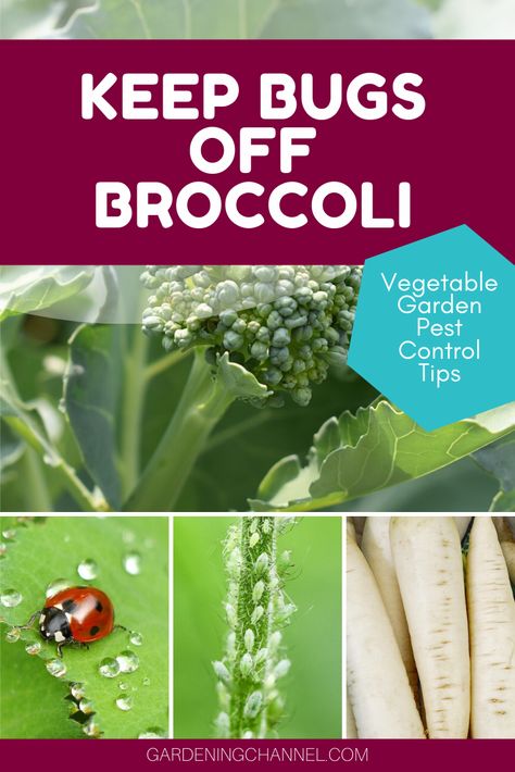 Don't lose your broccoli plants from pests. Follow these gardening tips on ways to keep bugs off your broccoli. Learn about trap crops for pests and bugs that impact broccoli harvests. #gardeningchannel #gardening #vegetablegardening #growingbroccoli Broccoli Seedlings, Trap Crops, Broccoli Leaves, Diy Bug Repellent, Vegetables Growing, Homemade Bug Spray, Broccoli Plant, Growing Broccoli, Green Bug