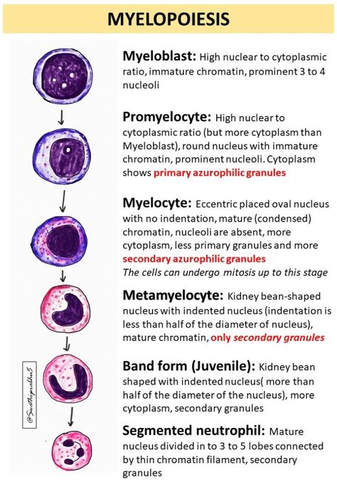 Myelopoiesis | Pathology Made Simple Hematology Notes, Pathology Aesthetic, Hematology Nursing, Pathology Study, Medical Laboratory Technician, Learn Biology, Clinical Chemistry, Medical Laboratory Scientist, Medical Ultrasound