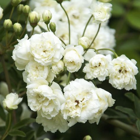 White Lady Banks Rose Lady Banks Rose, Rose Nursery, Climbing Rose, White Lady, White Plants, Cozy Seating, Fine Gardening, Moon Garden, Flowering Shrubs