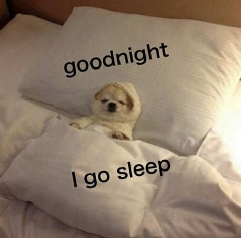 Go To Sleep Meme, Sleep Meme, Good Night Cat, Cute Text Quotes, Sleepy Dogs, Cute Good Night, Silly Cats Pictures, Silly Animals, Funny Profile Pictures