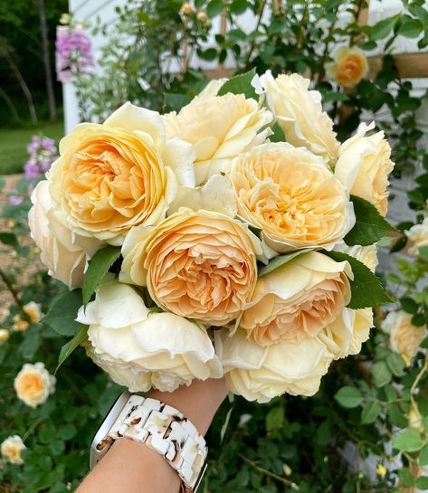 Mika on Instagram: “Teasing Georgia only in her second year with so many blooms!!! My English cottage garden dreams are coming true. 💛🧡💛🧡 #teasinggeorgiarose…” David Austin Rose, Creative Garden Decor, Rose Gardens, Austin Rose, English Cottage Garden, Secret Gardens, David Austin Roses, David Austin, Tea Garden