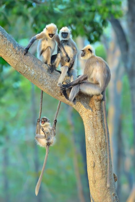 Comedy Wildlife Photography, Monkey Business, Primates, Amazing Animals, Wild Life, Animal Love, Beautiful Animals, Wildlife Photography, Wild Animals