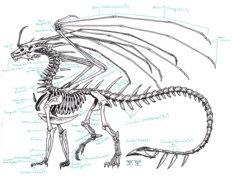 Dragon Anatomy – Dragon Research Blog Dragon Skeleton, Dragon Anatomy, Dragon Wing, Dragon Bones, Skeleton Anatomy, Skeleton Drawings, Animal Skeletons, Dragon Sketch, 8bit Art