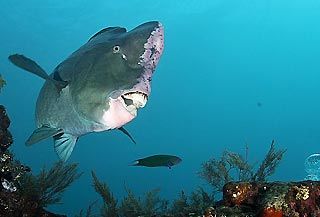 bumphead parrotfish Bumphead Parrotfish, Fish Pet, Diving, Natural Beauty, Animals, Beauty, Art, Nature