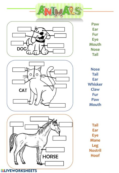 Ingles Kids, Tatabahasa Inggeris, Animal Body Parts, Kindergarten Prep, English Activities For Kids, Animal Worksheets, Kids English, 1st Grade Worksheets, English Activities