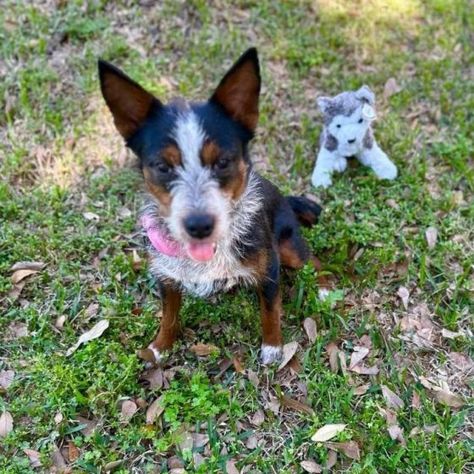 Dog for adoption - Sally, a Border Collie & Poodle Mix in Des Moines, IA | Petfinder Border Collie Poodle, Australian Shepherd Collie Mix Puppy, Border Collie Corgi Mix, Australian Shepherd Mixed With Dalmation, Border Collie Pitbull Mix Dog, Border Collie Poodle Mix, Poodle Mix Dogs, Crate Training, East Texas