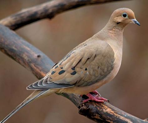 Brown Pidgeons, Morning Doves, Taxidermy Fox, Brown Dove, Morning Dove, Waterfowl Art, Dove Hunting, Pigeon Breeds, Dove Pigeon