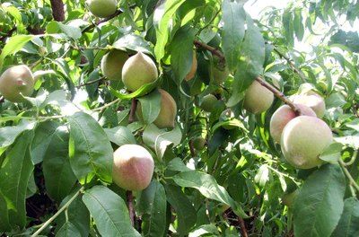 Star Wars Garden, Peach Tree Care, Fruit Forest, Fruit Orchard, Companion Gardening, Garden Orchard, Apricot Tree, Plants Tips, Gardening Food