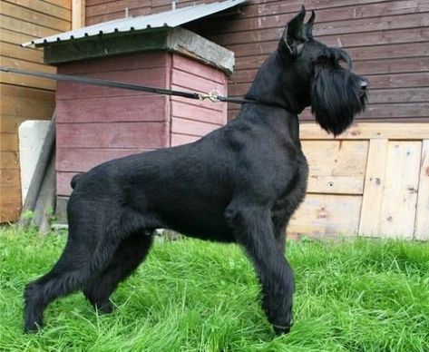 Giant Schnauzer Puppies, Giant Schnauzer Grooming Styles, Giant Schnauzer Grooming, Giant Shnauzer, Giant Schnauzer Puppy, Miniature Schnauzer Black, Black Schnauzer, Schnauzer Grooming, Schnauzer Mix