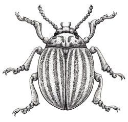 Potato Bug Tattoo, Bug Vector, Colorado Beetle, Potato Beetle, Old Style Tattoos, Illustration Career, Potato Bugs, Beetle Drawing, Insect Illustration