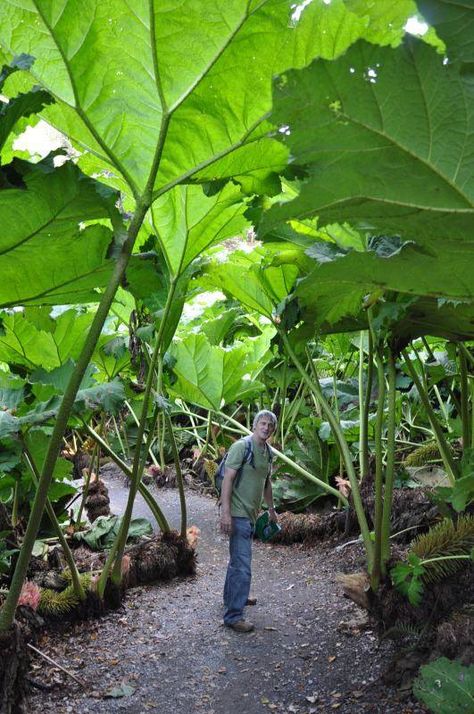 Avantgardens. Rhubarb forest (Gunnera Manicata) at Trebah Garden, Falmouth, Cornwall, UK. Gunnera manicata, or giant rhubarb, a native to South America from Colombia to Brazil, is a species of flowering plant in the Gunneraceae family. Despite the common name, this plant is not closely related to the rhubarb. However, according to the San Francisco Botanical Gardens 'Collection' page it is edible when young. Peel the leaf stems, slice and enjoy raw in salads. This plant is also commonly foun... Giant Rhubarb, Gunnera Manicata, Tropical Garden Design, American Giant, Plant Fungus, Leafy Plants, Baume Mercier, Unusual Plants, Unique Plants